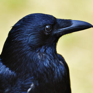 Crow ───── Otherkin