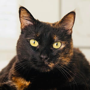 Cat ───── Otherkin