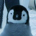 Penguin ───── Otherkin