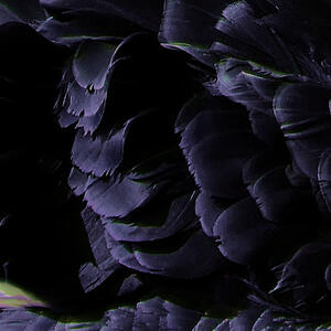 Black Swan ───── Otherkin