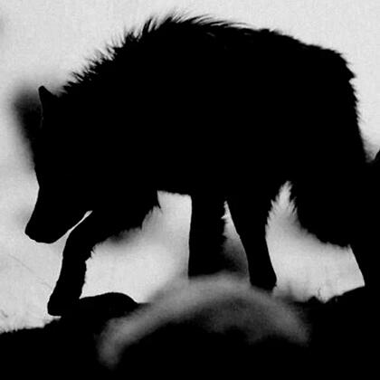 Vector ───── ????